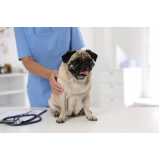 onde marcar consulta veterinária para cães Saudade