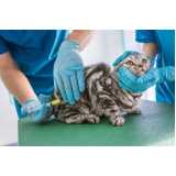onde marcar consulta veterinária para gato Morretes
