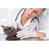 onde tem veterinário para felinos Serraria