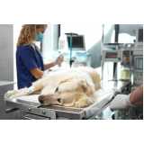 telefone de hospital veterinário especializada em cães e gatos Agronômica