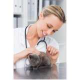 veterinário de felinos marcar Canasvieiras