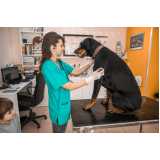 veterinário para animais atendimento a domicílio Forquilinhas