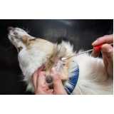 veterinário para animais de estimação marcar Canelinha