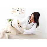 veterinário para cachorro 24h telefone Palhoça