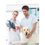 veterinário para cachorro 24h Ilhota