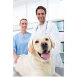 veterinário para cachorros Areias