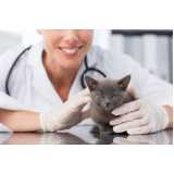 veterinário para felinos Saudade