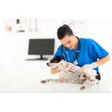 veterinário para gato marcar Agronômica