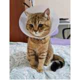 veterinário para gatos Coqueiros