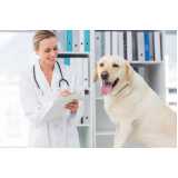 veterinários endocrinologistas marcar Centro