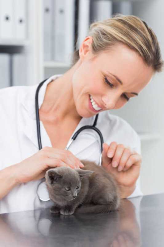 Veterinário de Felinos Marcar Ingleses - Veterinários Endocrinologistas