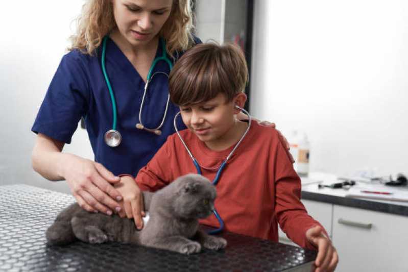Veterinário de Felinos Tabuleiro - Veterinário para Animais de Estimação