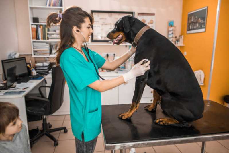 Veterinário para Animais Atendimento a Domicílio Santa Mônica - Veterinário para Cães