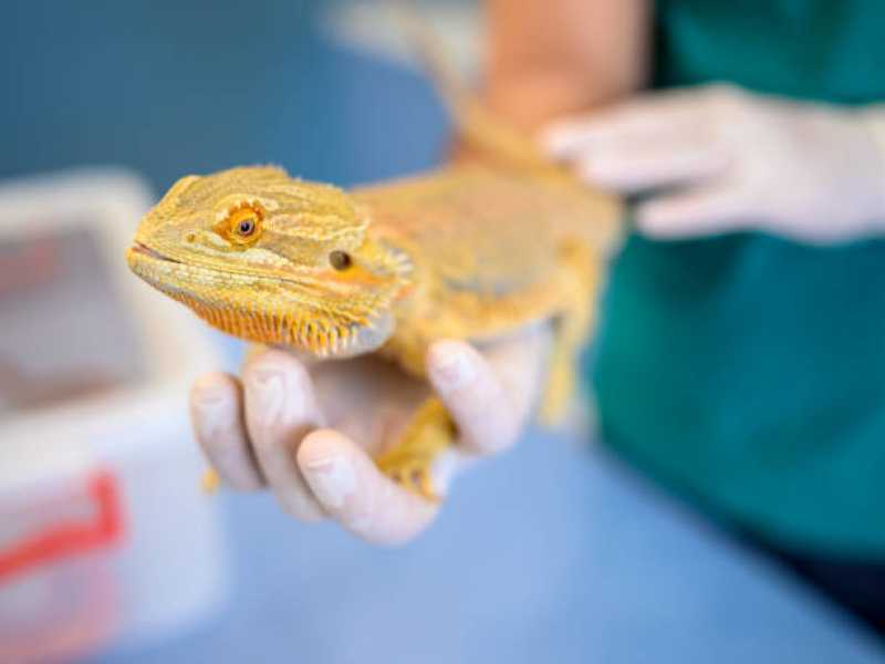 Veterinário para Animais Silvestres Nova Palhoça - Veterinário para Animais Exóticos