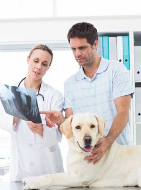 Veterinário para Cachorro 24h Biguaçu - Veterinário Endocrinologista