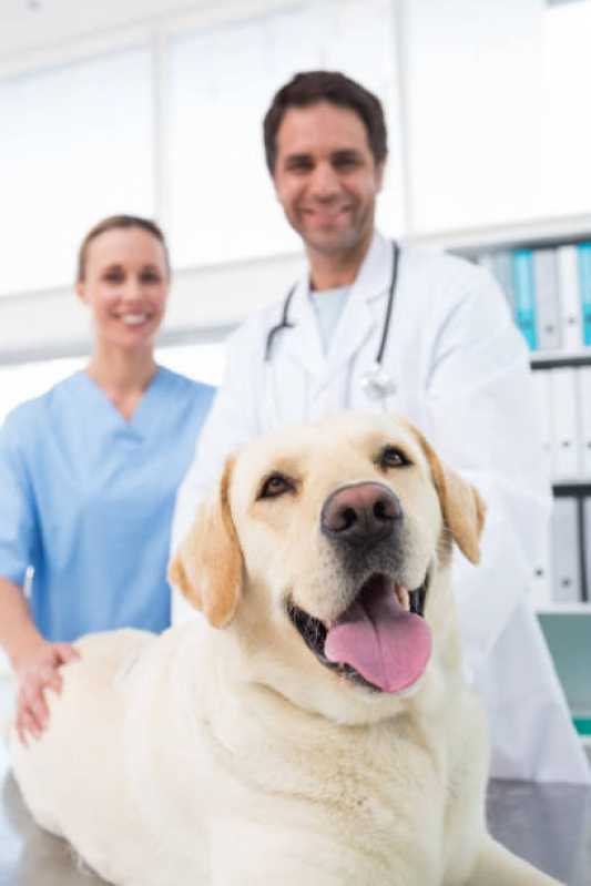 Veterinário para Cachorros Areias - Veterinário Ortopedista