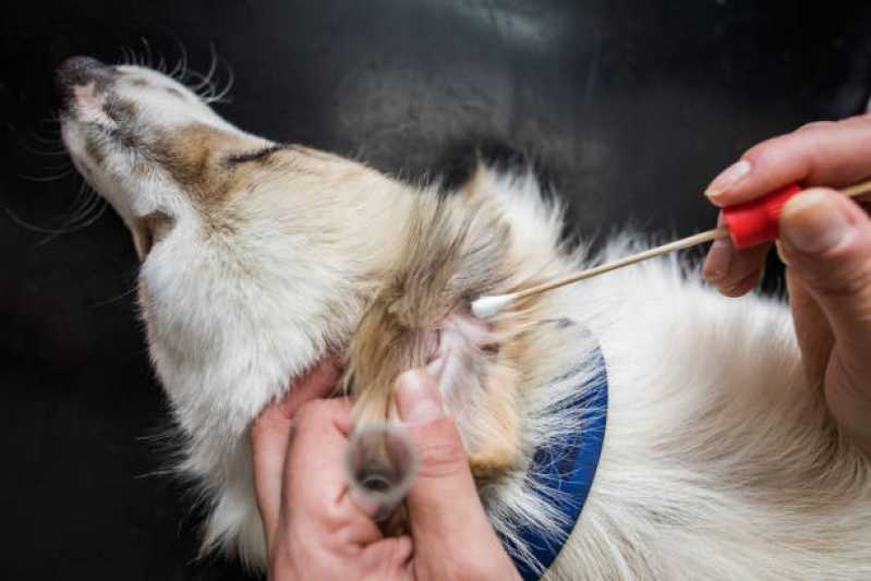 Veterinário para Cães Marcar XV de Novembro - Veterinários Ortopedistas Biguaçu