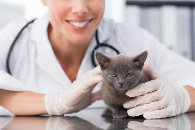 Veterinário para Felinos Centro - Veterinário Neurologista