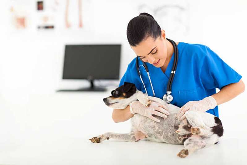 Veterinário para Gato Marcar Centro - Veterinários Ortopedistas