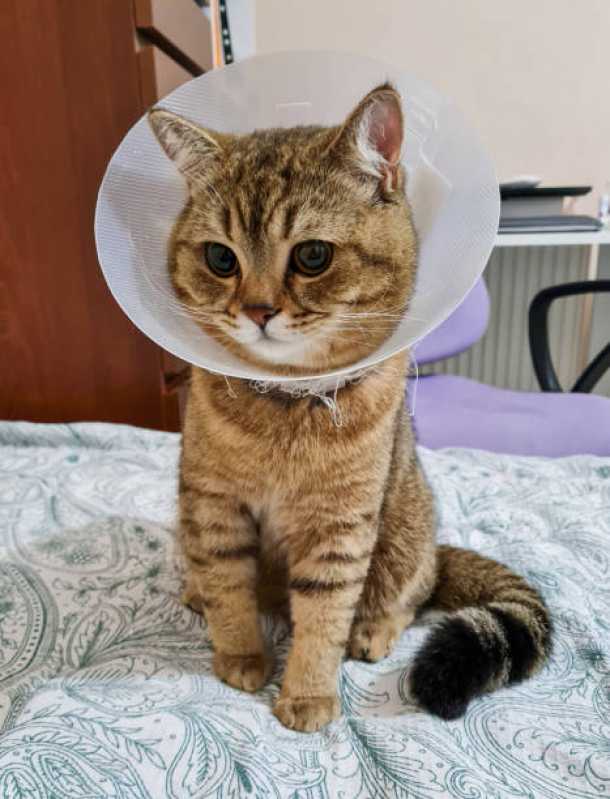 Veterinário para Gatos Ratones - Veterinários Ortopedistas Biguaçu