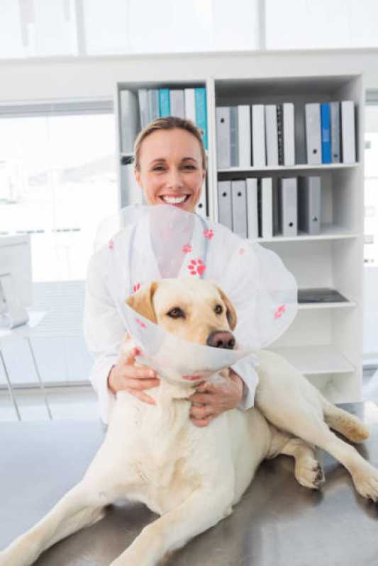 Veterinários Dermatologistas Marcar Vendaval - Veterinário para Gatos