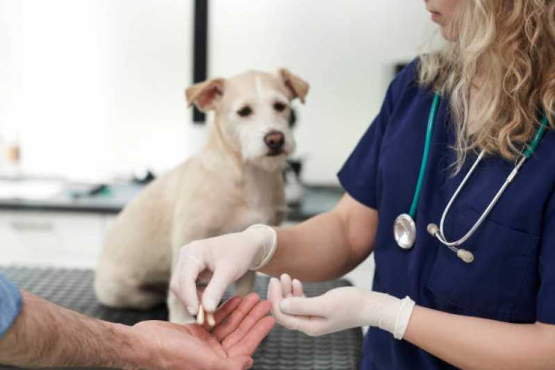 Veterinários Ortopedistas Picadas do Sul - Veterinário para Animais de Estimação